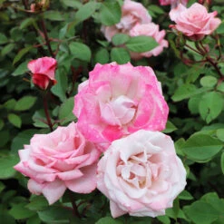 Pinkerbelle™ Rose -Fast-Growing-Trees Shop Pinkerbelle Rose 5