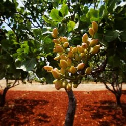 Pistachio Tree 10 Pistachio Tree -Fast-Growing-Trees Shop Pistachio Pack 1 FGT