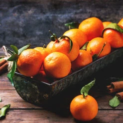 Pixie Mandarin Tree 9 Pixie Mandarin Tree -Fast-Growing-Trees Shop Pixie Mandarin Tree 3