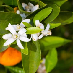 Pixie Mandarin Tree 8 Pixie Mandarin Tree -Fast-Growing-Trees Shop Pixie Mandarin Tree 6