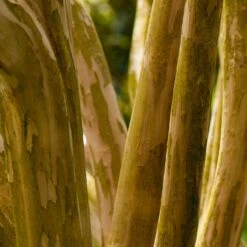 Pink Velour Crape Myrtle 15 Pink Velour Crape Myrtle -Fast-Growing-Trees Shop Pnk Velour Crape Myrtle