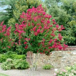 Pink Velour Crape Myrtle 13 Pink Velour Crape Myrtle -Fast-Growing-Trees Shop Pnk Velour Crape Myrtle 4 FGT