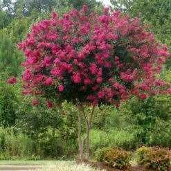 Pink Velour Crape Myrtle 11 Pink Velour Crape Myrtle -Fast-Growing-Trees Shop Pnk Velour Crape Myrtle 5 FGT