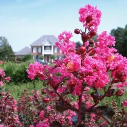 Pink Velour Crape Myrtle 12 Pink Velour Crape Myrtle -Fast-Growing-Trees Shop Pnk Velour Crape Myrtle 6 FGT