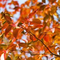 Pink Velour Crape Myrtle 14 Pink Velour Crape Myrtle -Fast-Growing-Trees Shop Pnk Velour Crape Myrtle 8