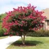 Pink Velour Crape Myrtle -Fast-Growing-Trees Shop Pnk Velour Crape Myrtle FGT 600x600 b03142bb 2ee6 41eb 8c3b 61824ffc7733