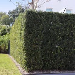 Yew Podocarpus -Fast-Growing-Trees Shop Podocarpus Yew 13