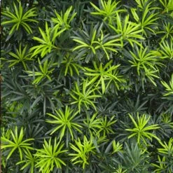 Yew Podocarpus Tree -Fast-Growing-Trees Shop Podocarpus Yew 2 FGT