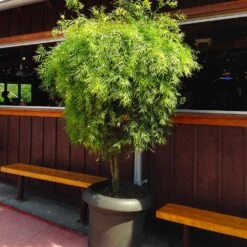 Yew Podocarpus Tree -Fast-Growing-Trees Shop Podocarpus Yew 3