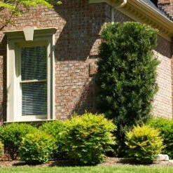 Yew Podocarpus -Fast-Growing-Trees Shop Podocarpus Yew 4 FGT 113ebd60 798f 4462 9f0e 7cfa16c594cf