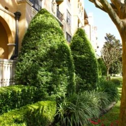 Yew Podocarpus -Fast-Growing-Trees Shop Podocarpus Yew 8 FGT 3109d334 e5a3 465f a633 608f5d1d000c