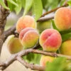 Polly Peach Tree 1 Polly Peach Tree -Fast-Growing-Trees Shop Polly Peach FGT 600x600 1