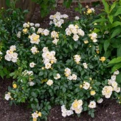 Popcorn Drift® Rose 7 Popcorn Drift® Rose -Fast-Growing-Trees Shop Popcorn Drift Rose 3