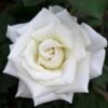 Pope John Paul II Rose Shrub -Fast-Growing-Trees Shop Pope John Paul Rose FGT 600x600 0c0da3d4 5c1d 47bc 9e25 5c58543e2d88