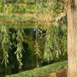 Prairie Cascade Weeping Willow -Fast-Growing-Trees Shop Prarie Cascade Willow 2
