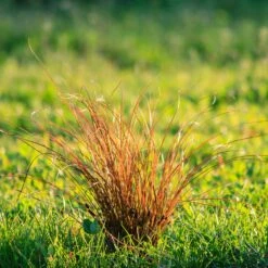 Prairie Fire Sedge -Fast-Growing-Trees Shop Prarie Fire Sedge 5 FGT