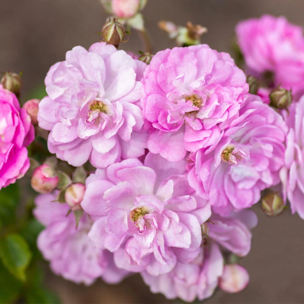 Pretty Polly® Lavender Rose 4 Pretty Polly® Lavender Rose - Image 2