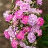 Pretty Polly® Lavender Rose -Fast-Growing-Trees Shop Pretty Polly Lavender FGT 600x600 fa96b552 e9c5 470d a9ad f6ad78ac1ef6