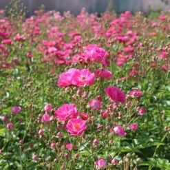 Pretty Polly® Pink Rose 9 Pretty Polly® Pink Rose -Fast-Growing-Trees Shop Pretty Polly Pink