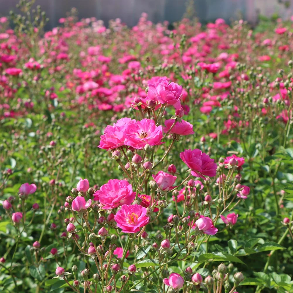 Pretty Polly® Pink Rose 5 Pretty Polly® Pink Rose - Image 3