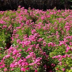 Pretty Polly® Pink Rose 10 Pretty Polly® Pink Rose -Fast-Growing-Trees Shop Pretty Polly Pink 1 FGT