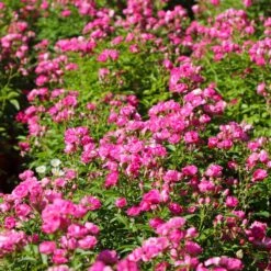 Pretty Polly® Pink Rose 11 Pretty Polly® Pink Rose -Fast-Growing-Trees Shop Pretty Polly Pink 3 FGT