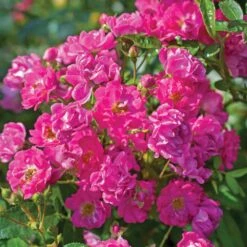 Pretty Polly® Pink Rose 8 Pretty Polly® Pink Rose -Fast-Growing-Trees Shop Pretty Polly Pink FGT