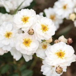 Pretty Polly® White Rose 5 Pretty Polly® White Rose -Fast-Growing-Trees Shop Pretty Polly White FGT