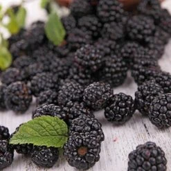 Prime Ark Freedom Blackberry - USDA Organic -Fast-Growing-Trees Shop Prime Ark Freedom Blackberries 2 450w 6eb9fce9 bbe8 4d18 aff3 ccaf8f5427c6