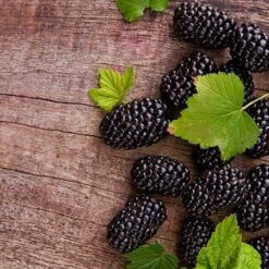 Prime Ark Freedom Blackberry - USDA Organic -Fast-Growing-Trees Shop Prime Ark Freedom Blackberries 450w d5286eb3 bcc5 4d9f baed f30b1d6d3dee