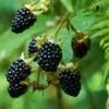 Prime Ark Freedom Blackberry - USDA Organic -Fast-Growing-Trees Shop Prime Ark Freedom Blackberry bush 350w 9cbf9bb2 77d7 4a3f b9a4 c7f5fe216d50