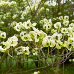 Mexican Flowering Dogwood Tree -Fast-Growing-Trees Shop Pringle Mexican Dogwood 1