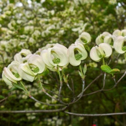 Mexican Flowering Dogwood Tree -Fast-Growing-Trees Shop Pringle Mexican Dogwood 2