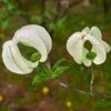 Mexican Flowering Dogwood Tree -Fast-Growing-Trees Shop Pringle Mexican Dogwood 600x600 79a34edc 828c 408c 9d78 63e10ddfa66c