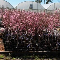 Profusion Crabapple Tree -Fast-Growing-Trees Shop Profussion Crabapple 1