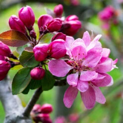 Profusion Crabapple Tree -Fast-Growing-Trees Shop Profussion Crabapple 3 FGT