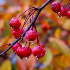 Profusion Crabapple Tree -Fast-Growing-Trees Shop Profussion Crabapple 6