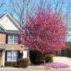 Profusion Crabapple Tree -Fast-Growing-Trees Shop Profussion Crabapple FGT 600x600 4197319e 7a7f 4531 bddc ad01dbd7ea12