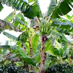 Puerto Rican Plantain Banana Tree -Fast-Growing-Trees Shop Puerto Rican Plantain Banana Tree 10