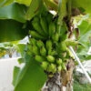 Puerto Rican Plantain Banana Tree -Fast-Growing-Trees Shop Puerto Rican Plantain Banana Tree 600x600 ddb0a822 8a0f 4f43 b9b1 2cbae1c185de