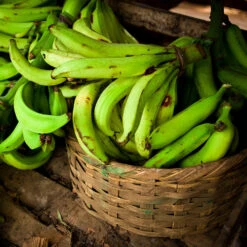 Puerto Rican Plantain Banana Tree -Fast-Growing-Trees Shop Puerto Rican Plantain Banana Tree 9