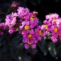 Black Diamond® Crape Myrtle - Purely Purple™ -Fast-Growing-Trees Shop Purely Purple 1