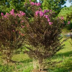 Black Diamond® Crape Myrtle - Purely Purple™ -Fast-Growing-Trees Shop Purely Purple 3