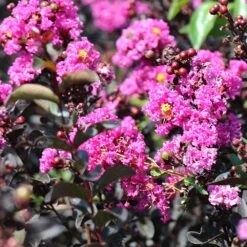 Black Diamond® Crape Myrtle - Purely Purple™ -Fast-Growing-Trees Shop Purely Purple 4