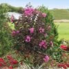 Black Diamond® Crape Myrtle - Purely Purple™ -Fast-Growing-Trees Shop Purely Purple 600x600 f4511df5 e7fb 4130 8f9c 95337f568af6