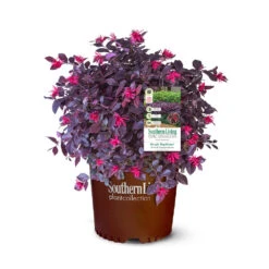 Purple Daydream® Dwarf Loropetalum -Fast-Growing-Trees Shop Purple Daydream Loropetalum 2