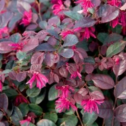 Purple Diamond® Semi-Dwarf Loropetalum 10 Purple Diamond® Semi-Dwarf Loropetalum -Fast-Growing-Trees Shop Purple Diamond loropetalum 1