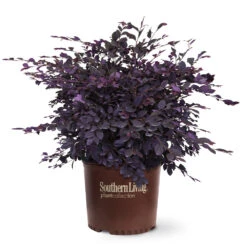 Purple Diamond® Semi-Dwarf Loropetalum 12 Purple Diamond® Semi-Dwarf Loropetalum -Fast-Growing-Trees Shop Purple Diamond loropetalum 6