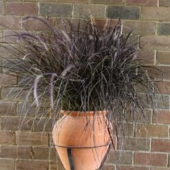 Purple Fountain Grass -Fast-Growing-Trees Shop Purple Fountain Grass 1