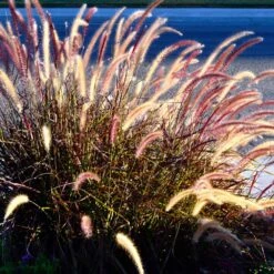 Purple Fountain Grass -Fast-Growing-Trees Shop Purple Fountain Grass 2